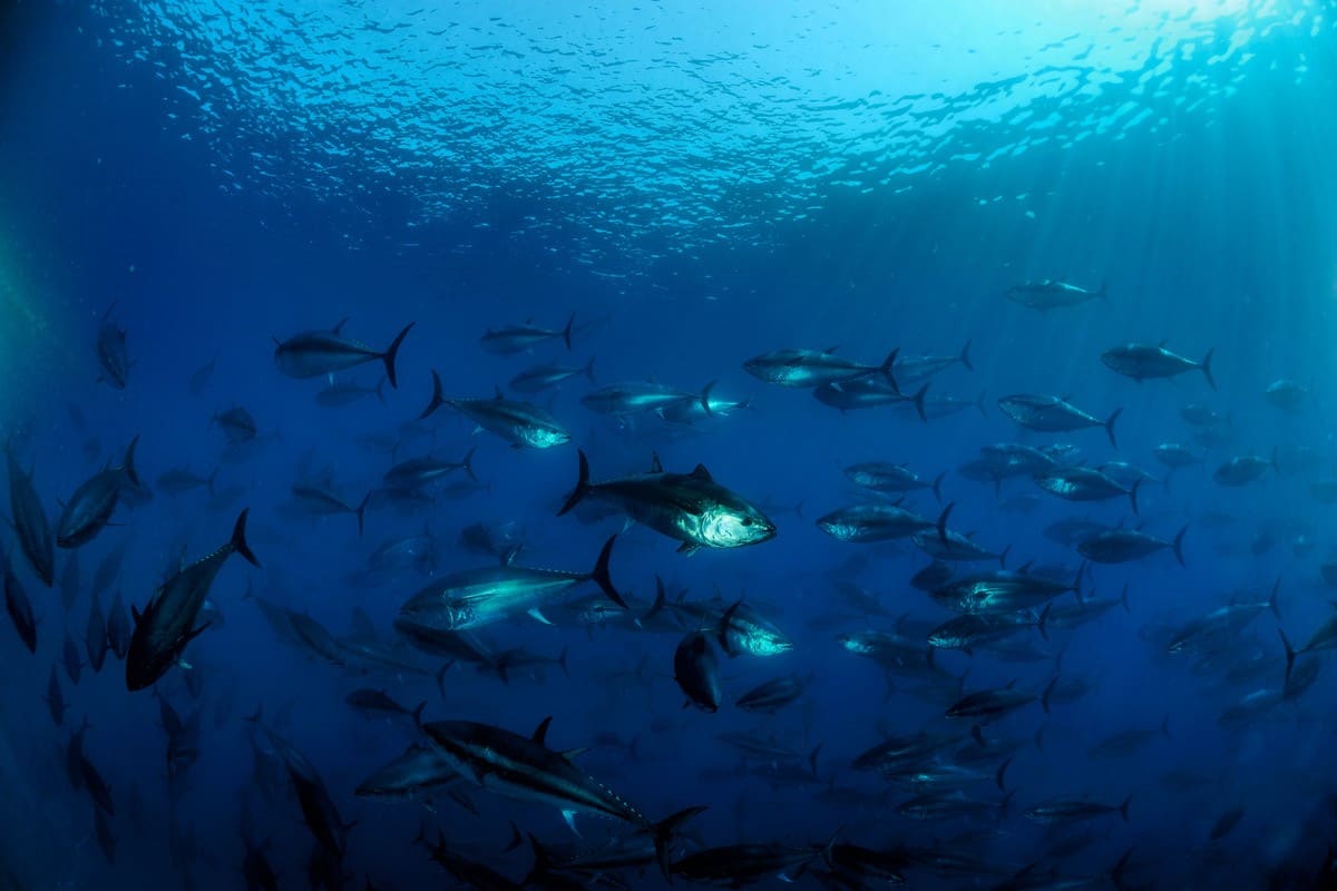 atlantic bluefin tuna
