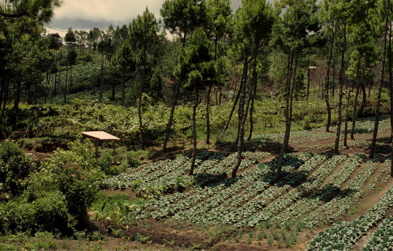 Forests sustainable diet