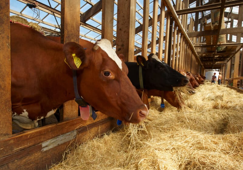 Reverse biodiversity loss